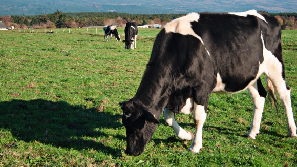 Holstein cows on Asagiri Plateau near Mt. Fuji in Japan.