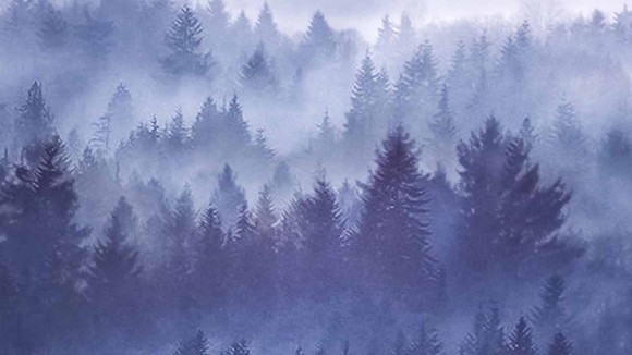 Action Alert Save Urban Forests Now American Forests >> Forests In The Anthropocene Action Alert Save Urban Forests Now American Forests >> Forests In The Anthropocene