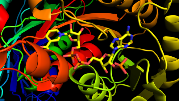 The crystal structure of alcohol dehydrogenase bound to NADP cofactor from Lactobacillus kefir