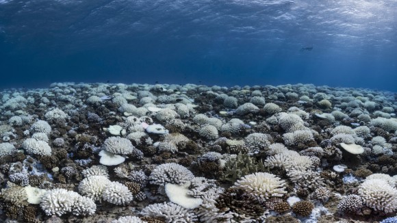 FRENCH POLYNESIA - SOCIETY ARCHIPELAGO - MAY 09: A view of major bleaching on the coral reefs of the Society Islands on May 9, 2019 in Moorea, French Polynesia. Major bleaching is currently occurring on the coral reefs of the Society Islands in French Polynesia. The marine biologist teams of CRIOBE (Centre for Island Research and Environmental Observatory) are specialists in the study of coral ecosystems. They are currently working on “resilient corals”, The teams of PhD Laetitia Hédouin identify, mark and perform genetic analysis of corals, which are not impacted by thermal stress. They then produce coral cuttings which are grown in a “coral nursery” and compared to other colonies studying the resilience capacity of coral. (Photo by Alexis Rosenfeld/Getty Images).