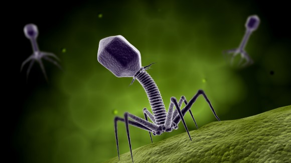 Microscopic view of bacteriophage