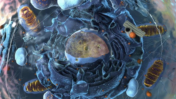 Illustration Material for Organelles, illustration