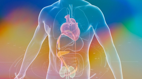 semaglutide and spleen Semaglutide-Mediated Remodeling of Adipose Tissue in Type 2 Diabetes: Molecular Mechanisms Beyond Glycemic Control Rybelsus: What Does It Do