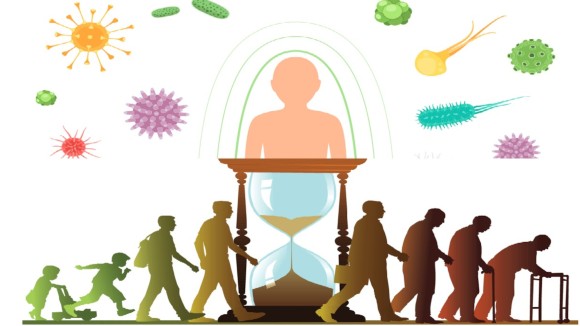 The neuroimmune-axis and ageing in Parkinson’s Disease
