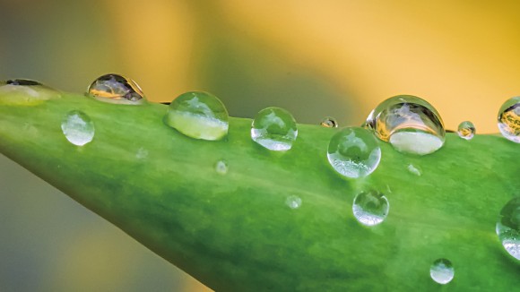 Drops of dew condensing on a leaf