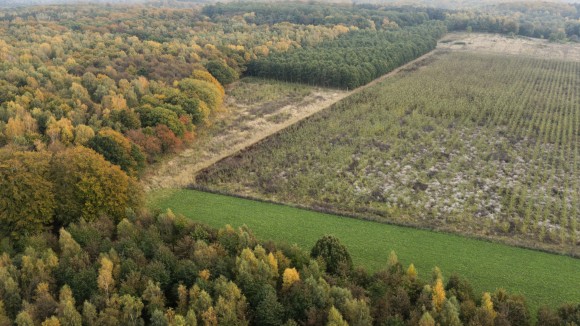 Aerial view of forest 