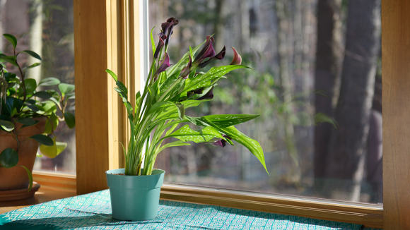 Potted Calla Lily (Zantedeschia sp.) on windowsill. Image two of two illustrating phototropism, the bending of plants toward a source of light. Auxins, chemicals which stimulate cell growth in plants, migrate to the less-lit part of the stem and cause cells to elongate, bending the plant toward the light source to maximize light exposure and, therefore, photosynthesis.