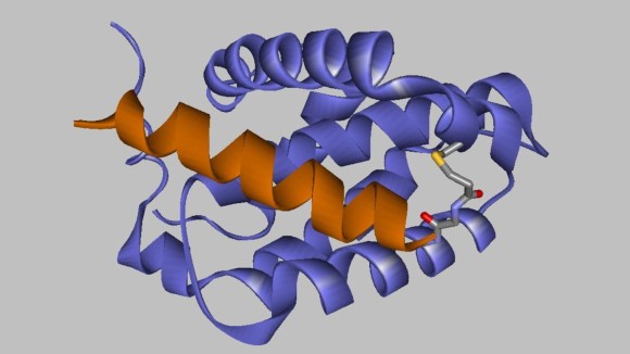 Orange and blue peptide covalently linked