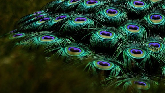 peacock feathers