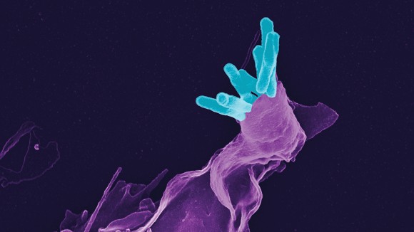 Nature Index 2025 Immunology