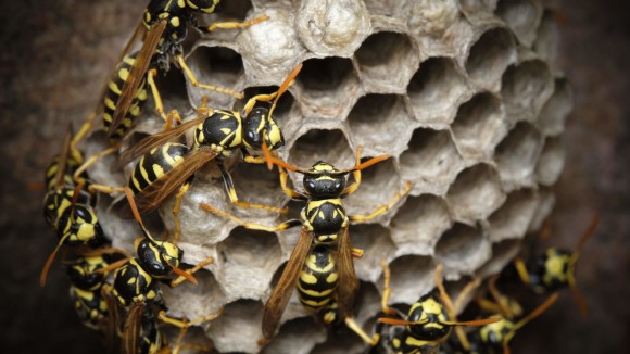 Vesper Insect Insect Behaviour