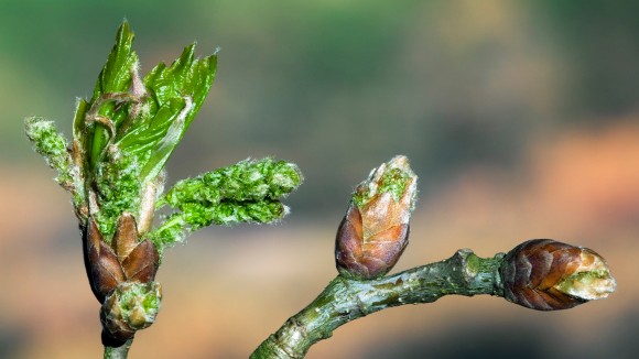 Young leaf buds opening in spring-time.  