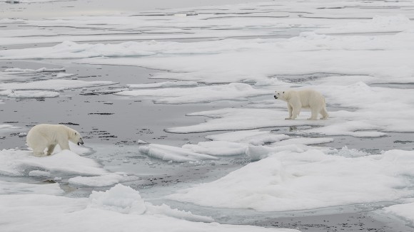 Polar bear walking across melting ice 
