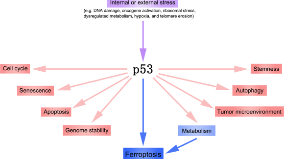 Infographic of the roles of p53
