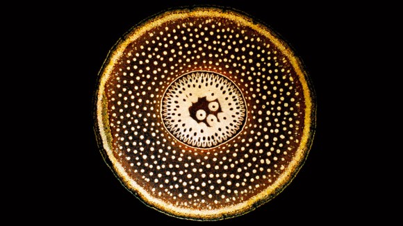 Diffusion barriers in plants