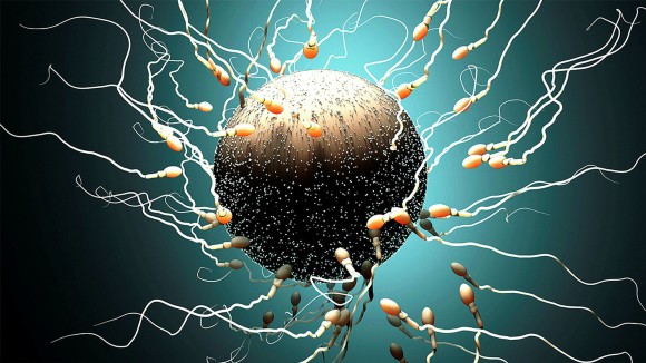 Representation of fertilisation, showing sperm marathon to fertilise the egg