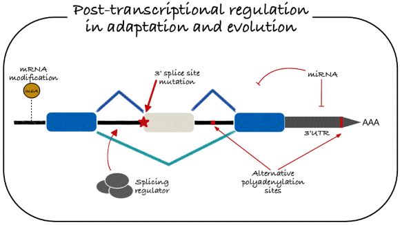 Graph on post-transcriptional regulation in adaptation and evolution