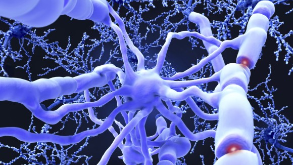 Oligodendrocyte nerve cells, illustration. 