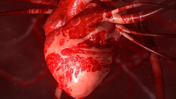 A heart organ with veins and arteries protruding, against a dark background