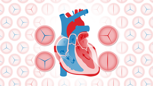 Blood flow through the mitral and tricuspid valves of the heart