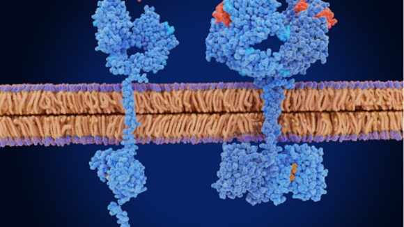 Left: inactive monomer, right: active dimer after EGF binding.