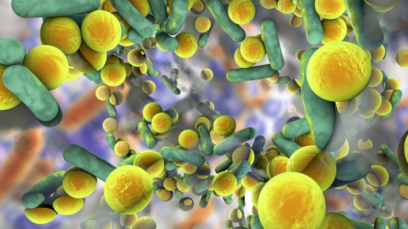 Biofilm of antibiotic resistant bacteria