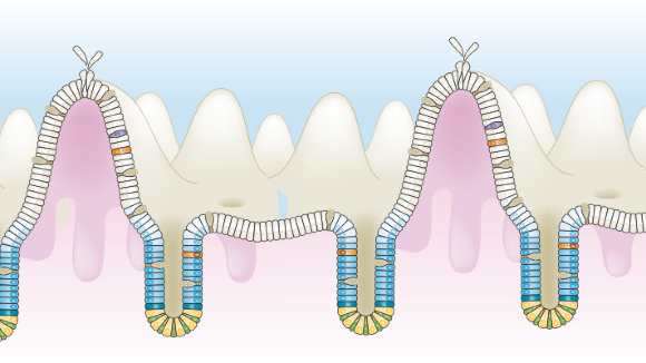 Intestinal epithelium showing different cell types, including crypt stem cells.