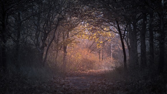 A dark bend in the road in autumnal woodland, with leaves scattered across the road and light emerging up ahead