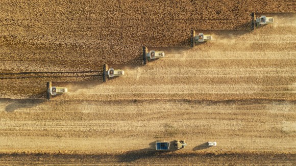Dust rising from combine harvesting in agriculture crop field.