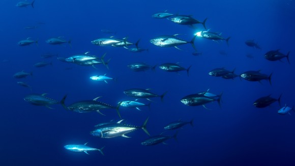 Schooling tuna moving in the blue, Socorro island, Mexico.