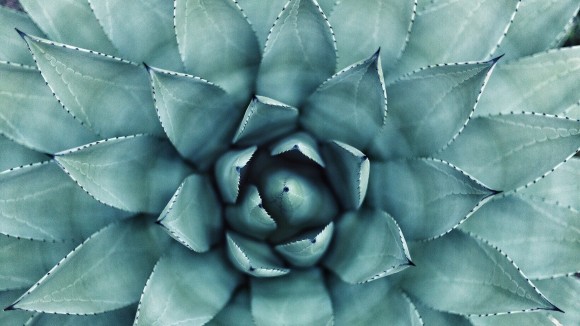 Close-up of the centre of a succulent plant