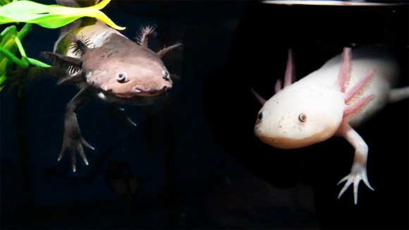 A wild-type axolotl and a white axolotl at their adult size.