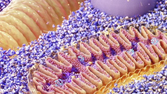 Mitochondria cross-section