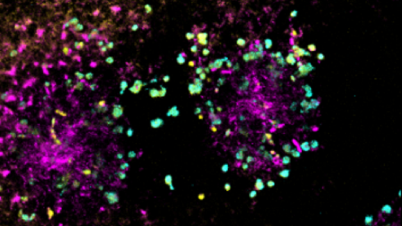 Fluorescent nanosensors reveal dynamic pH gradients during biofilm formation