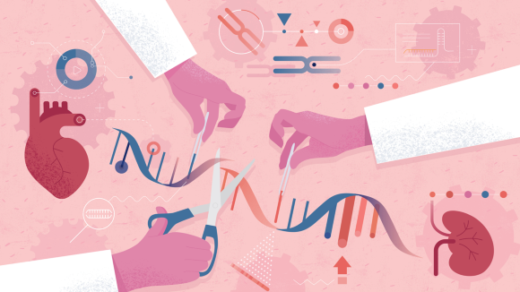 DNA Genetic Engineering Human Organs 
