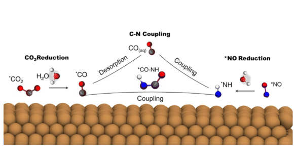 Schematic diagrams for two different routes of C-N coupling: surface-mediated coupling of *NH with *CO or *NH direct coupling with CO(aq)