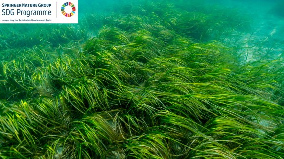 image of an Eelgrass bed