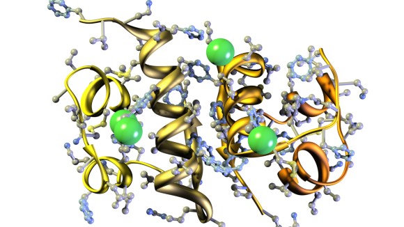 Ribbon model of human insulin, isolated on white.