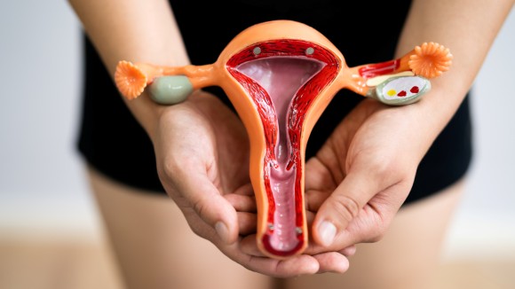 Woman Reproductive System