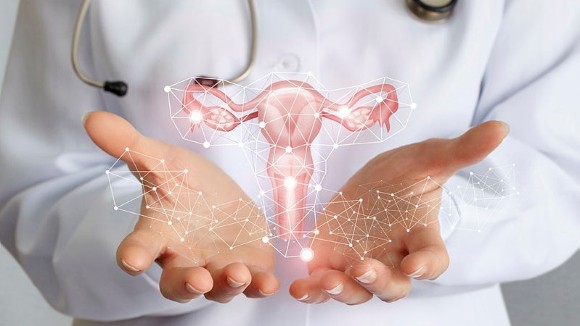 Worker of medicine shows the uterus of the female.