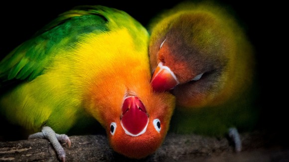 Two preening lovebirds