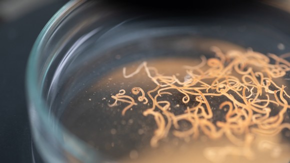 About the Guest Editors | Parasite Diagnostics