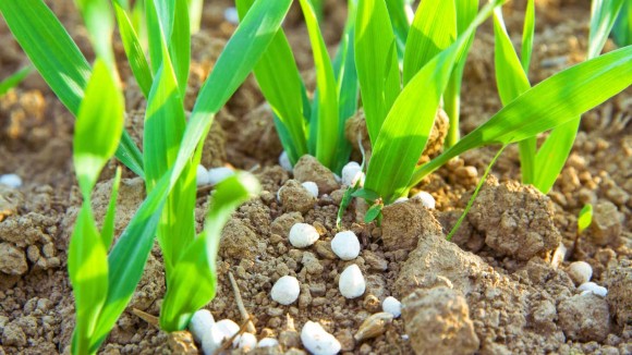 Phosphorus-containing fertilizer pellets applied to wheat crops.