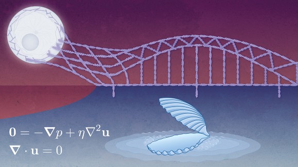 A cartoon representing multidisciplinarity in biological physics. A cell’s cytoskeleton is connected to a bridge made of cytoskeletal proteins. Underneath there is a cartoon of a scallop next to the equations for Stokes flow.