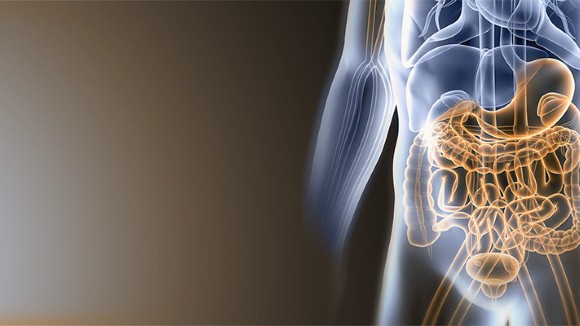 Outline of the gastrointestinal system in the human body