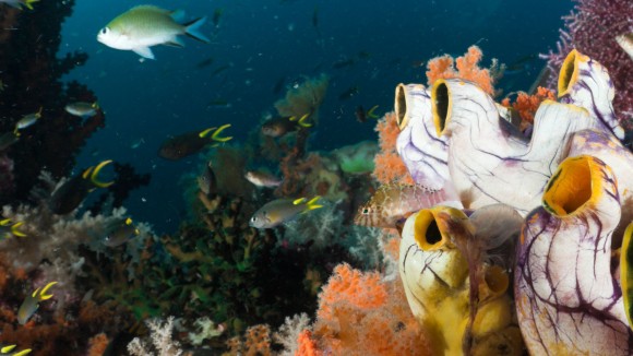 The Living Ocean