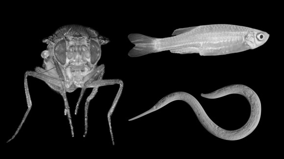 This image shows a collage of three non-mammalian model organisms that are used for metabolic research: The fruit fly Drosophila melanogaster, the zebrafish Danio rerio and the nematode Caenorhabditis elegans.