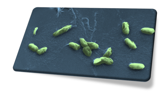 Green bacteria on dark grey slate background.