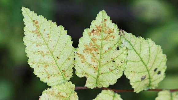 dying and diseased chloritic leaves on a dying elm tree Latin ulmus or frondibus ulmi suffering from dutch elm disease also called grafiosi del olmo in Italy