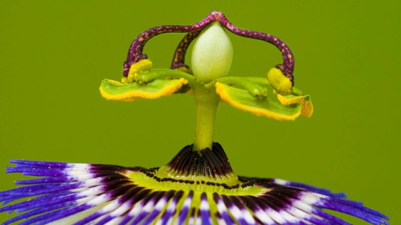 Close up of Passionflower (Passiflora caerulea) La Pampa, Argentina.